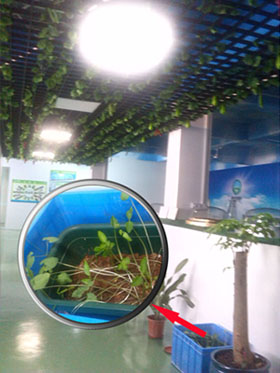 在导光管采光系统引入的自然光照射下大豆发芽啦 在导光管采光系统引入的自然光照射下大豆发芽啦